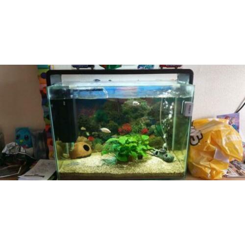 Superfish 80 home.(80L)