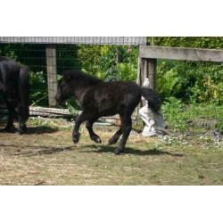 Shetlandpony merrie veulen