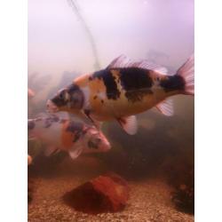 5 koi in een koop