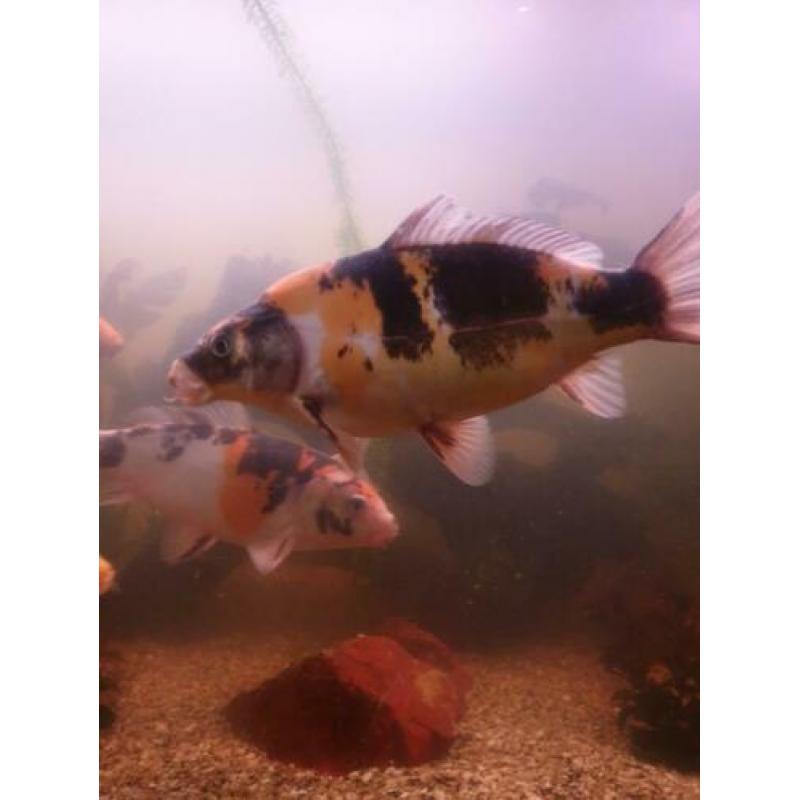 5 koi in een koop