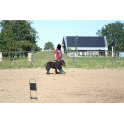 Shetlandpony merrie veulen