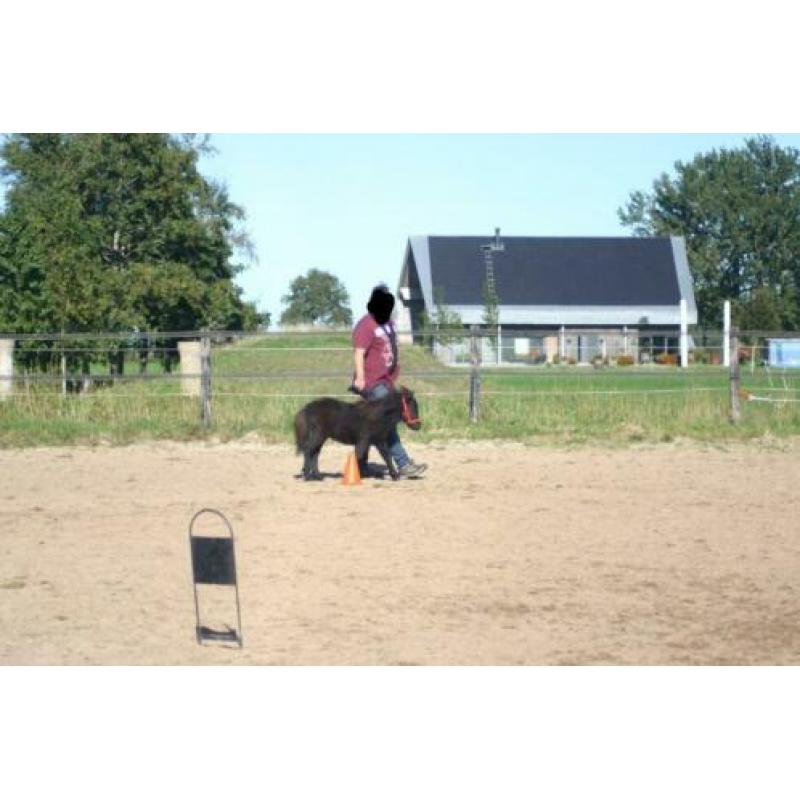 Shetlandpony merrie veulen