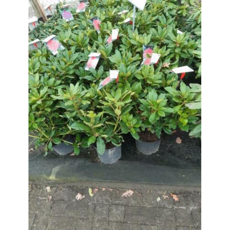 Rhododendron struiken 40-50 cm hoog