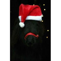 Shetlandpony merrie veulen