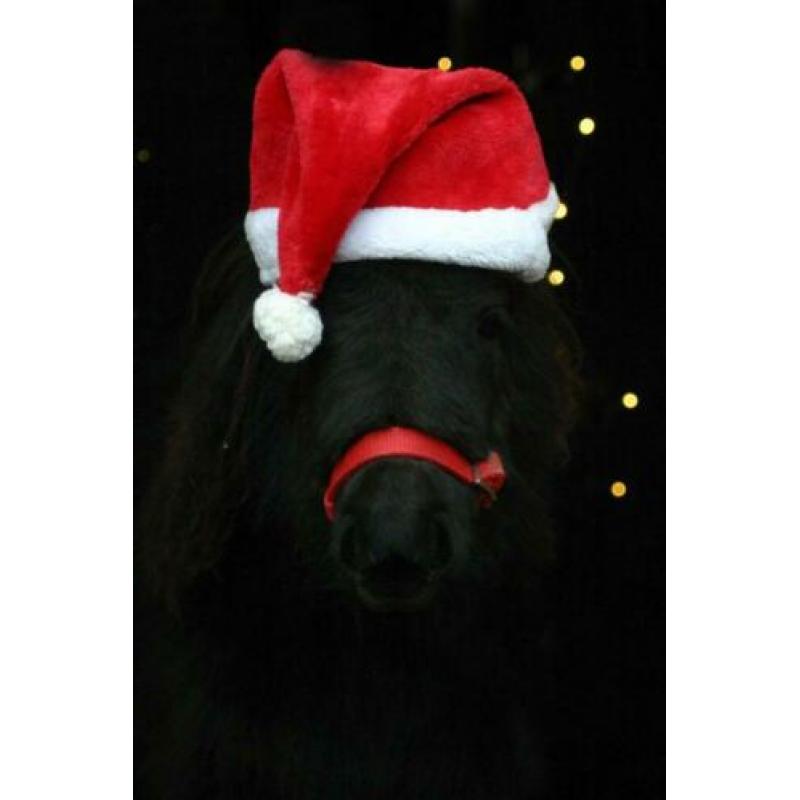 Shetlandpony merrie veulen
