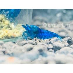 High grade Blue Dream garnalen (blauw, velvet, neocaridina)