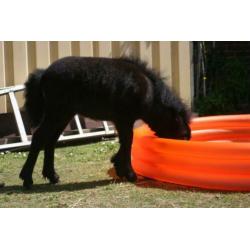 Shetlandpony merrie veulen