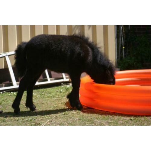 Shetlandpony merrie veulen