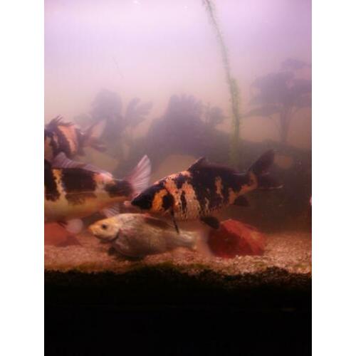 5 koi in een koop