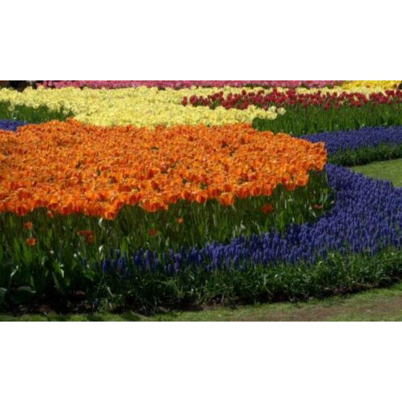 Bedrijfsuitje, vrijgezellenfeestje of uitje: Ga solexrijden!