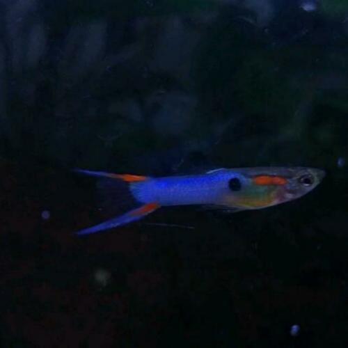 Mooie endler guppen, blue endlers vissen