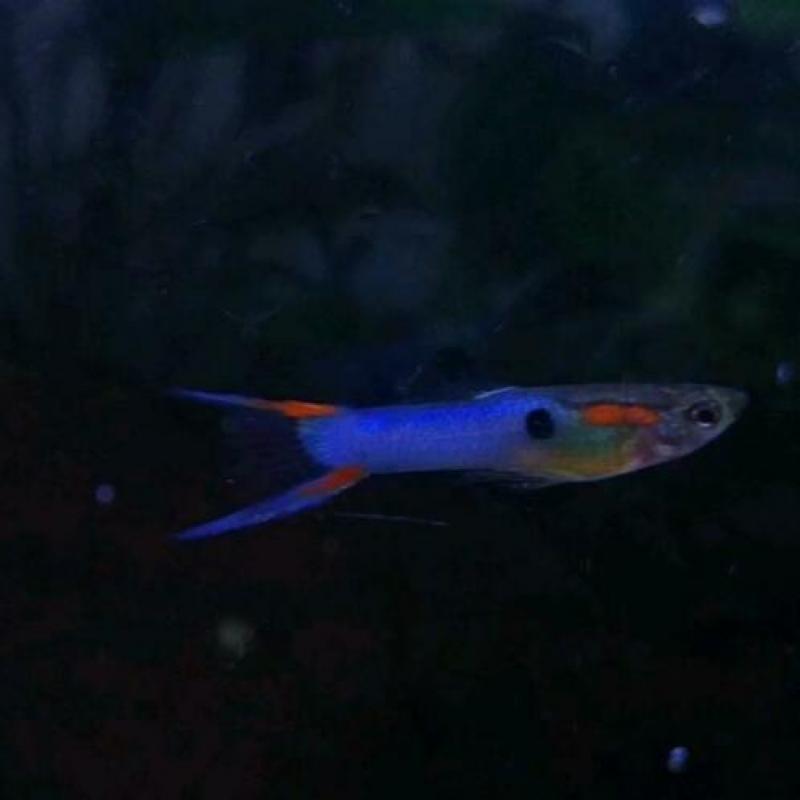 Mooie endler guppen, blue endlers vissen