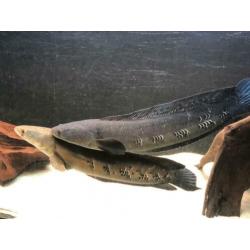 Channa marulioides paar / rog / arowana / cichla / datnioids