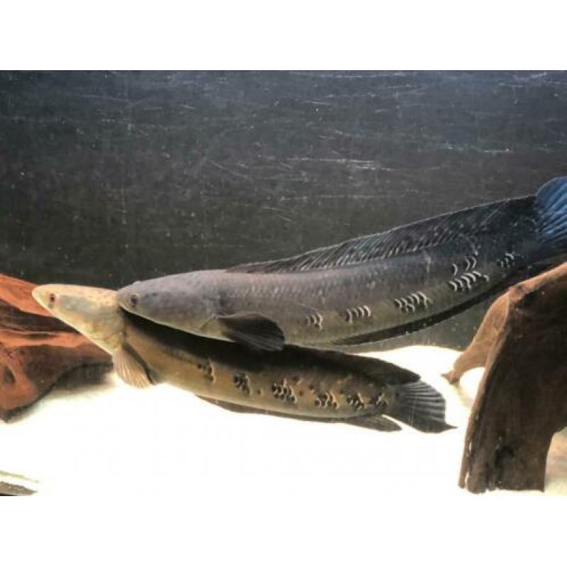 Channa marulioides paar / rog / arowana / cichla / datnioids