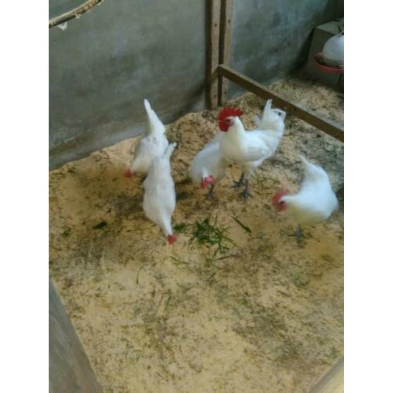 broedeieren poule de bresse