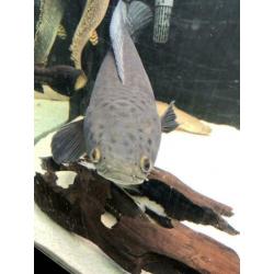 Channa marulioides paar / rog / arowana / cichla / datnioids