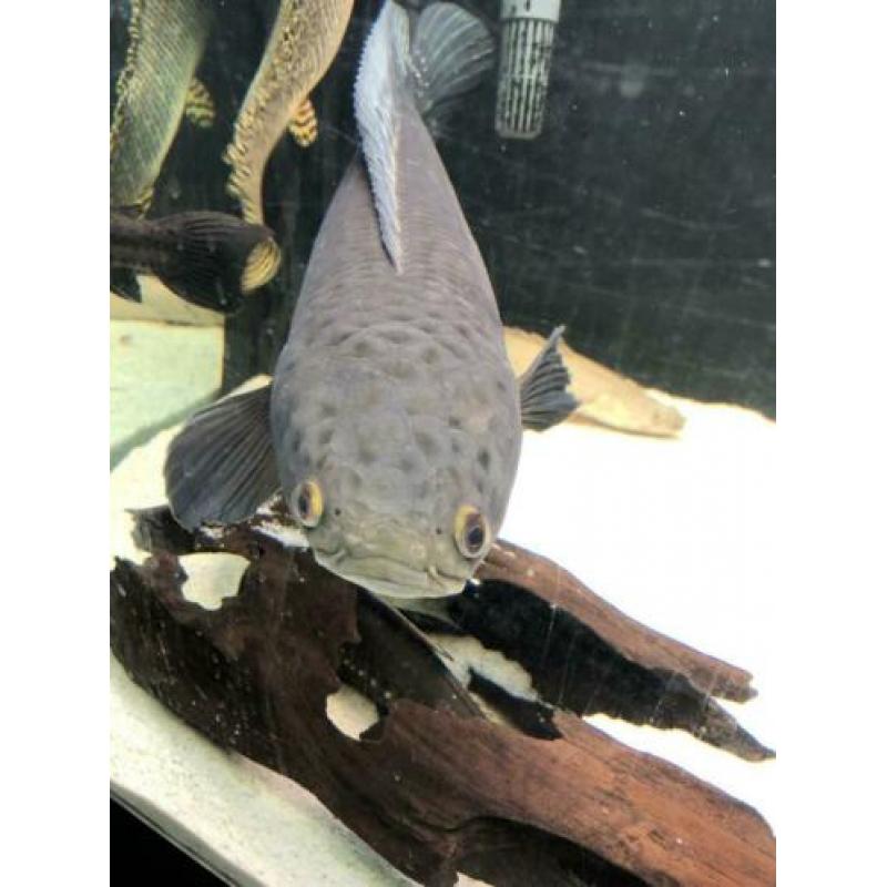 Channa marulioides paar / rog / arowana / cichla / datnioids