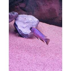 F1 trio otopharynx lithobates Zimbabwe rock