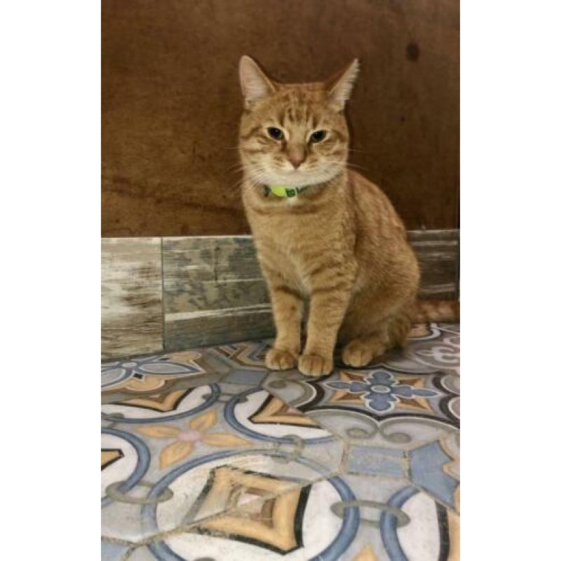 Rode kater vermist!