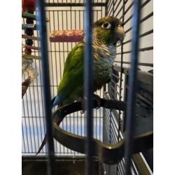 Vogelkooi met Pyrrhura’s