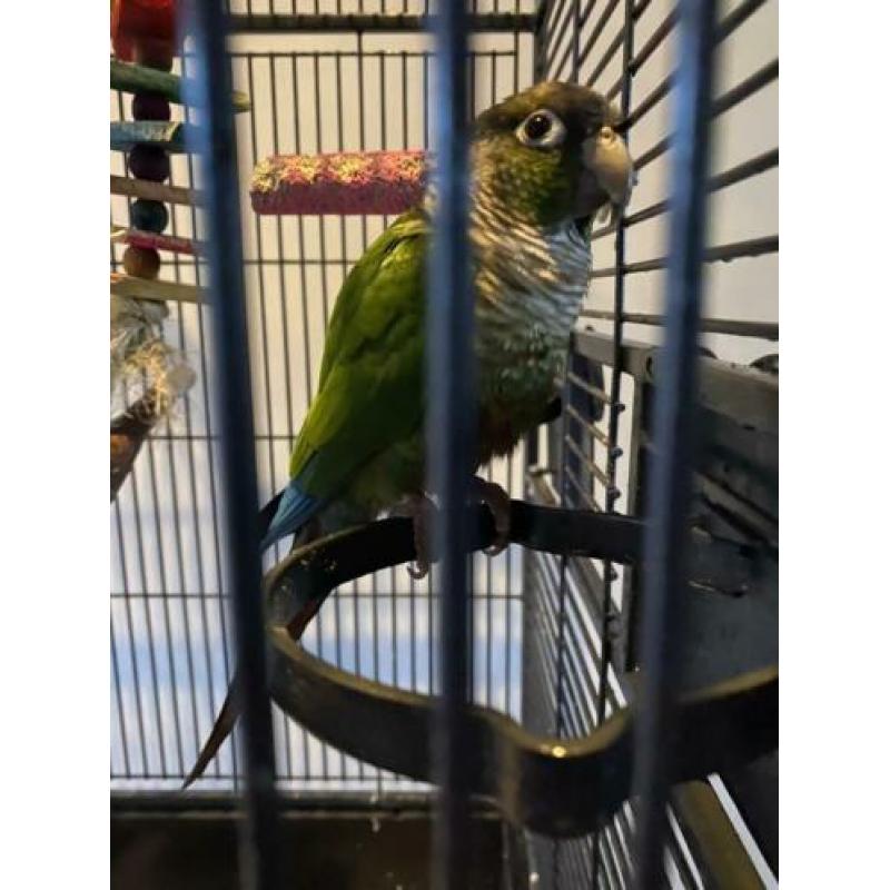 Vogelkooi met Pyrrhura’s