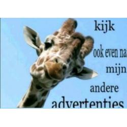 ? giraffe en verzorger ?