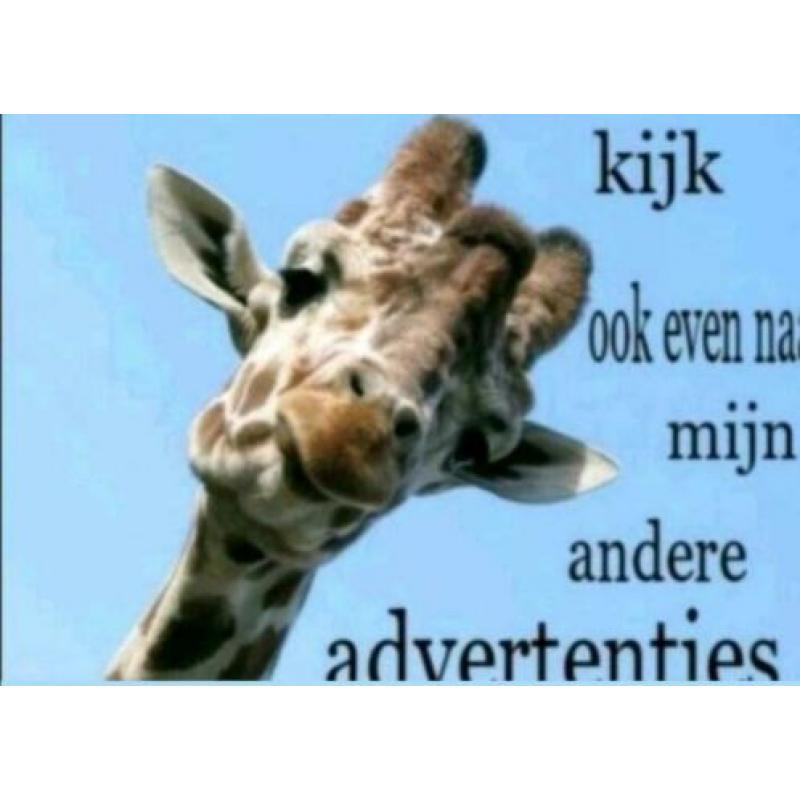 ? giraffe en verzorger ?