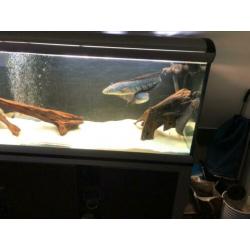 Channa marulioides paar / rog / arowana / cichla / datnioids