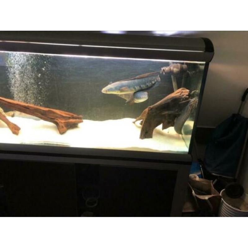 Channa marulioides paar / rog / arowana / cichla / datnioids