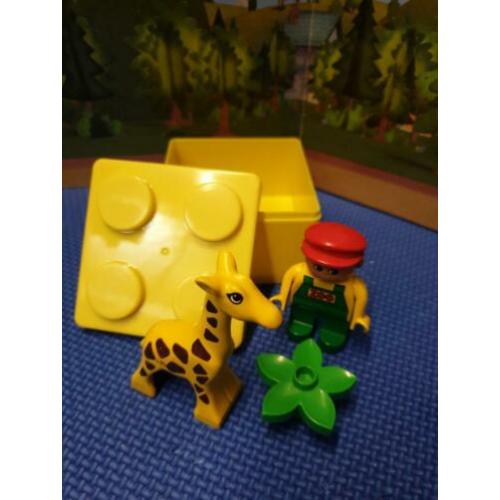 ? giraffe en verzorger ?