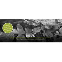 Groene Beuk bladhoudend Fagus sylvatica beukenhaag