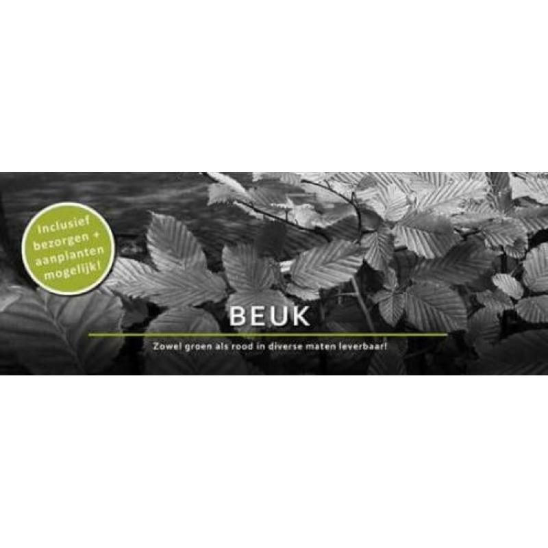 Groene Beuk bladhoudend Fagus sylvatica beukenhaag