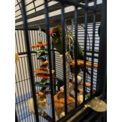 Vogelkooi met Pyrrhura’s