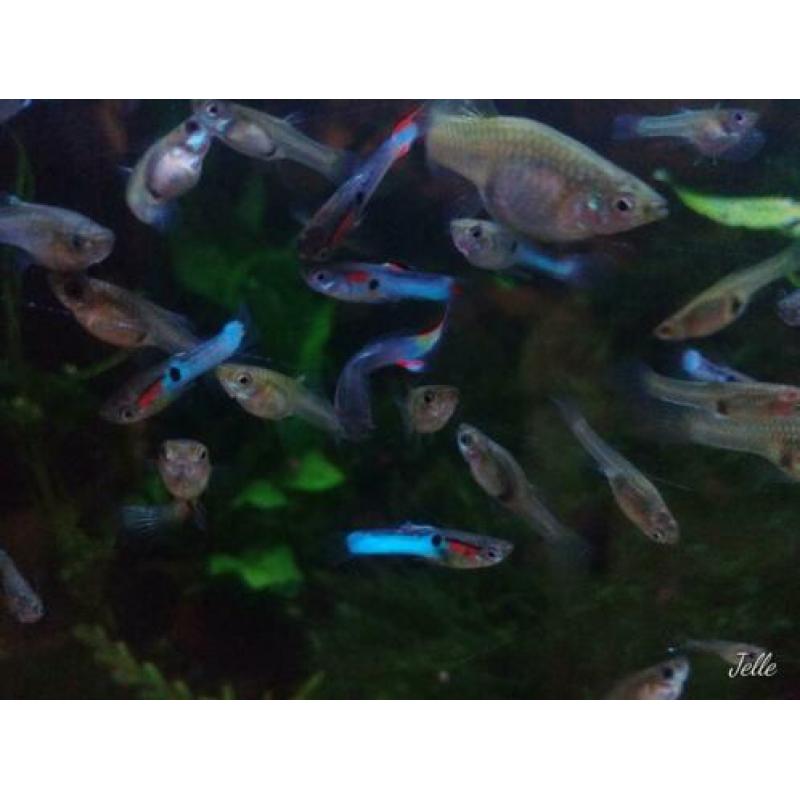 Mooie endler guppen, blue endlers vissen