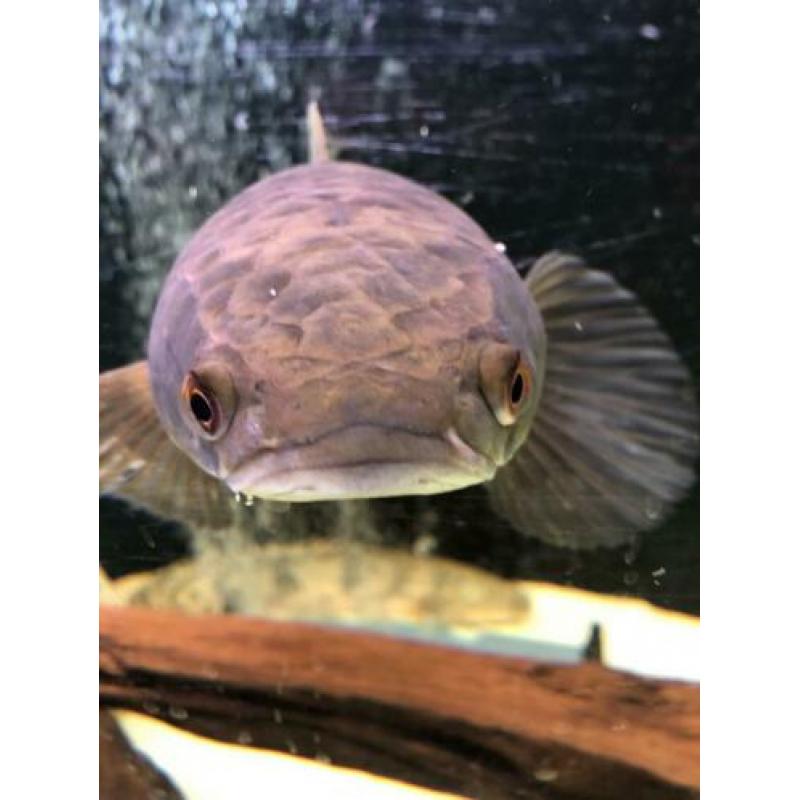 Channa marulioides paar / rog / arowana / cichla / datnioids