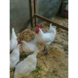 broedeieren poule de bresse