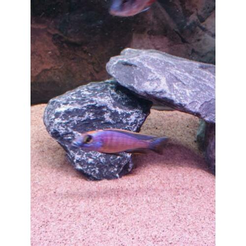 F1 trio otopharynx lithobates Zimbabwe rock