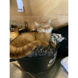 Rode kater vermist!