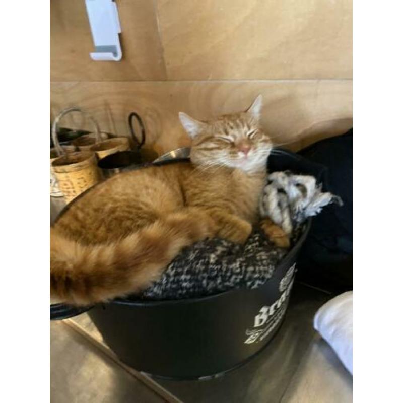 Rode kater vermist!