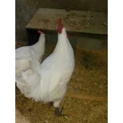 broedeieren poule de bresse