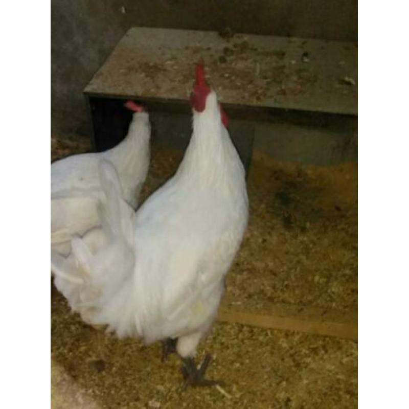 broedeieren poule de bresse