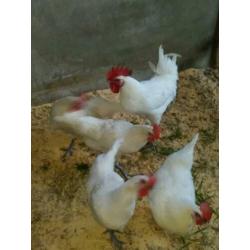 broedeieren poule de bresse