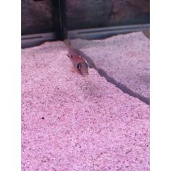 F1 trio otopharynx lithobates Zimbabwe rock
