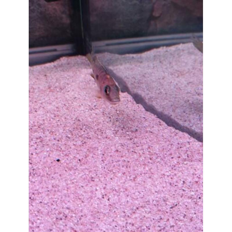 F1 trio otopharynx lithobates Zimbabwe rock