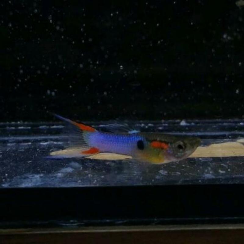 Mooie endler guppen, blue endlers vissen