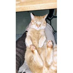 Rode kater vermist!