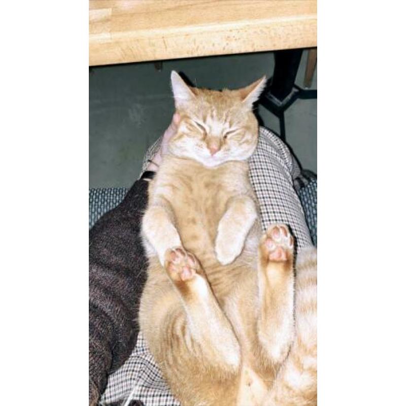 Rode kater vermist!
