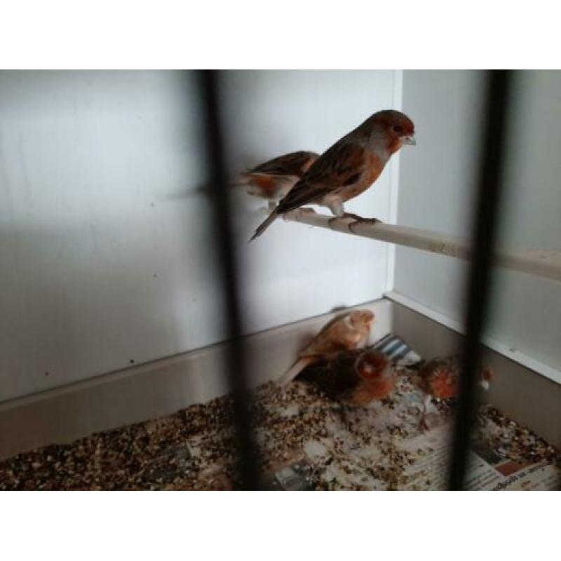 harlekijn kanaries 7 stuks en 2 roodmussen poppen