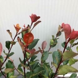 Glansmispel, Photinia fraseri ‘Little Red Robin