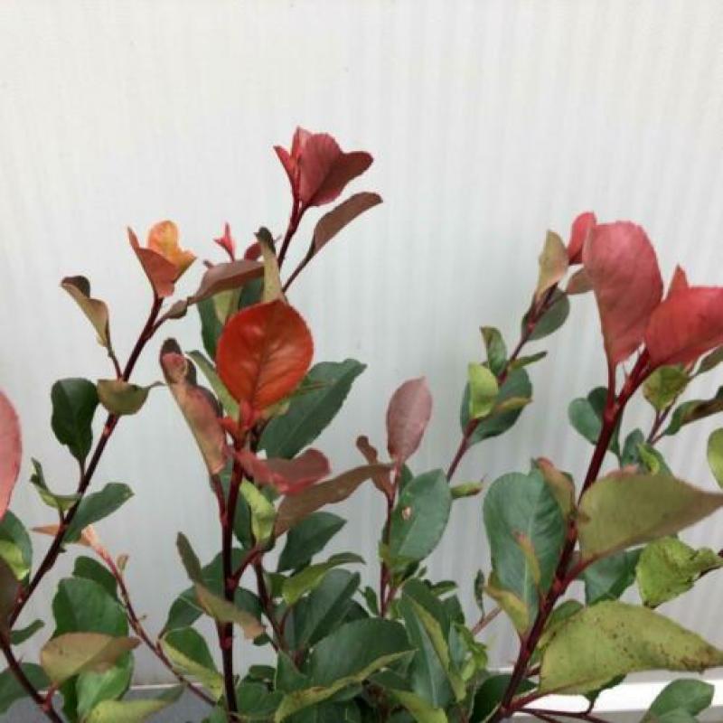 Glansmispel, Photinia fraseri ‘Little Red Robin